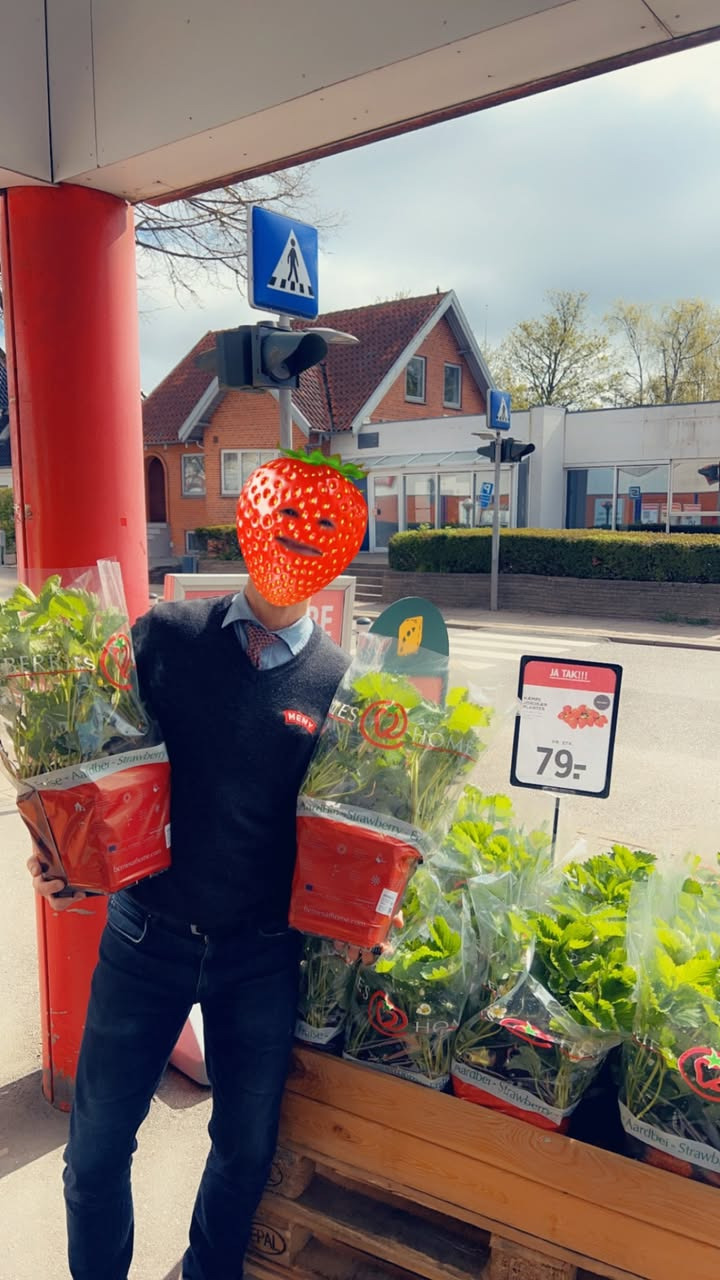 Meny Klarup tilbyder store jordbærplanter til lav pris