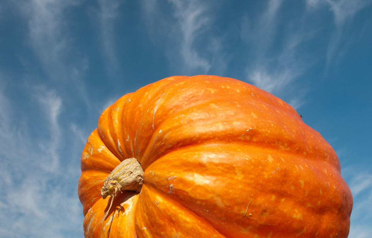 Danmarks største græskar