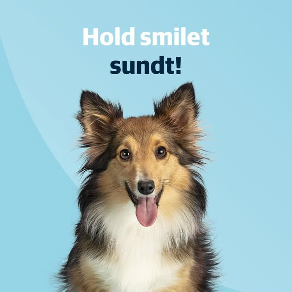 AniCura Aalborg giver tips til at holde din hunds mund sund