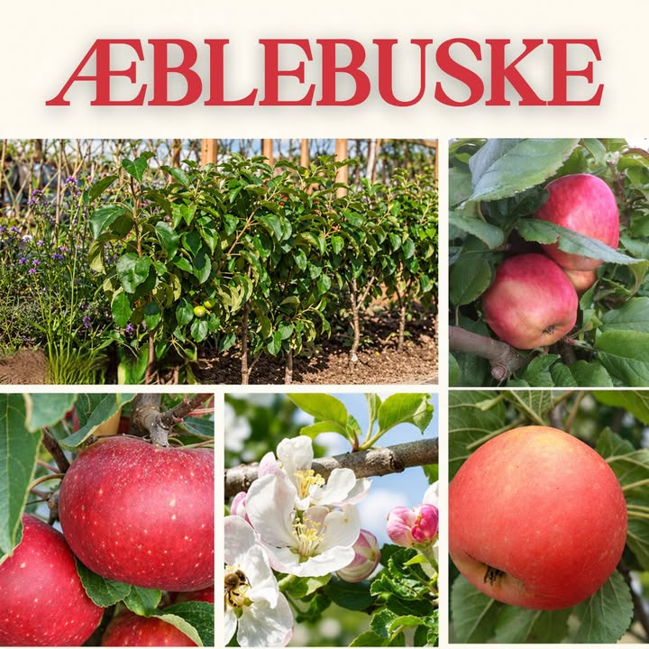 Gug Planteskole har tilbud på udvalgte æblebuske til 175 kr.