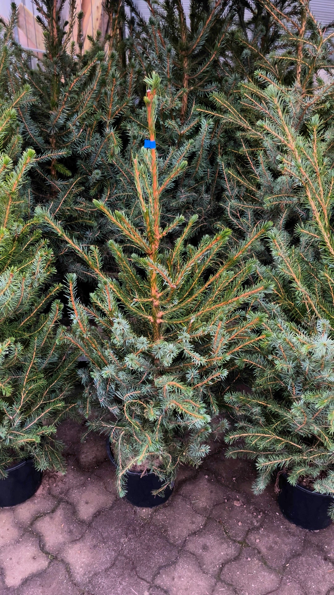 Midtjysk blomstermarked: Halv pris på omorika grantræer til jul