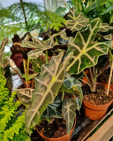 Fynbogården Blomster ApS planter om i dine egne potter