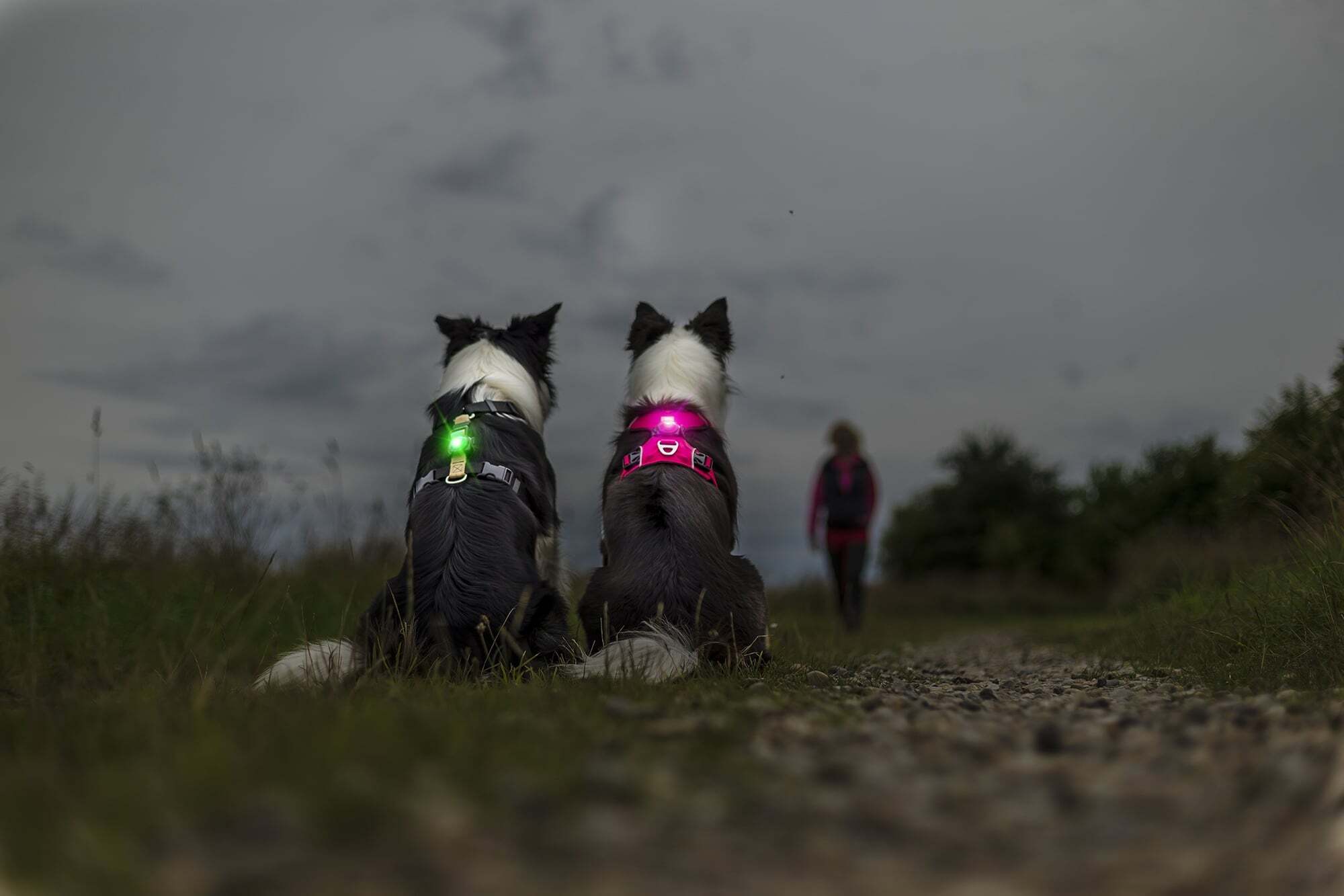 Silkeborg Dyrehospital opfordrer til at man husker lys og reflekser på hunden