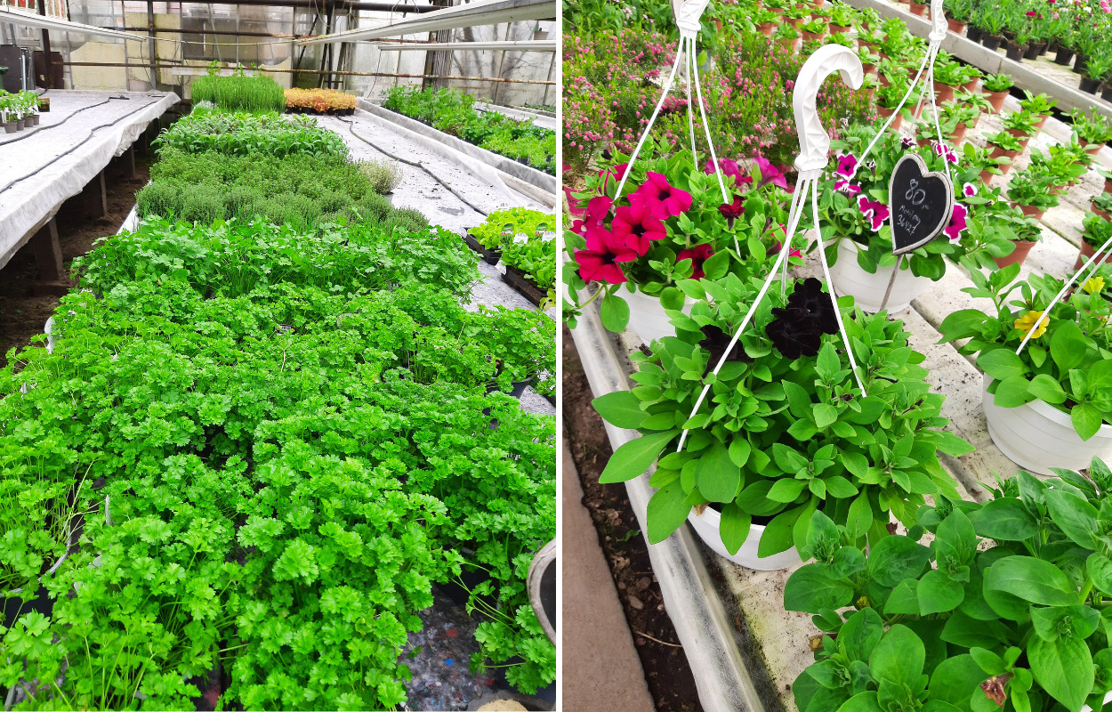 Nye sommerblomster og et større udvalg i anledning af Mors Dag ved Gartneriet Korshøj