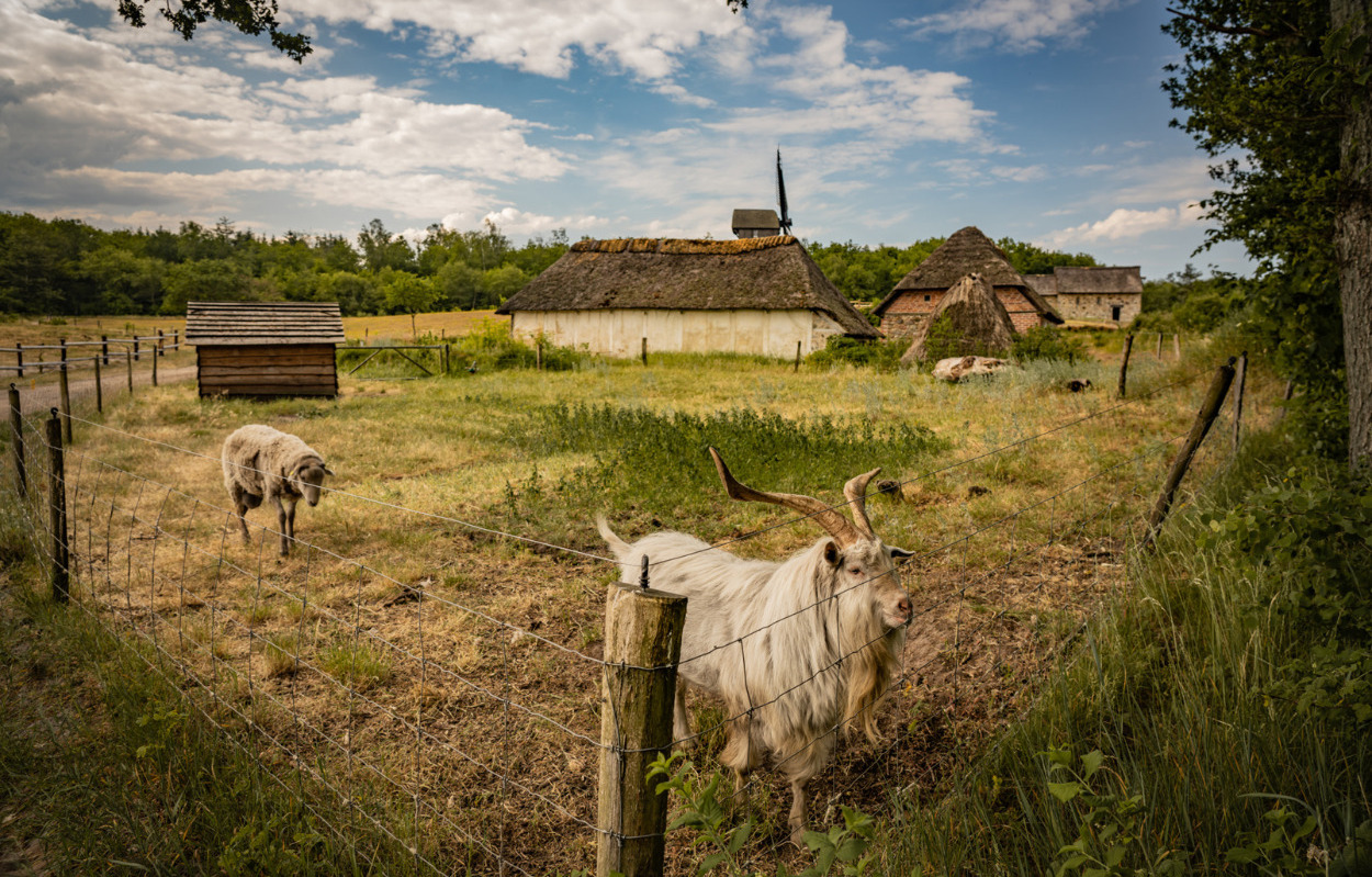 Hjerl Hede som kulisse i dansk film med gallapremiere i BIG BIO