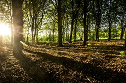 Oplev høstens poesi på litterær gåtur i Vrøgum Plantage