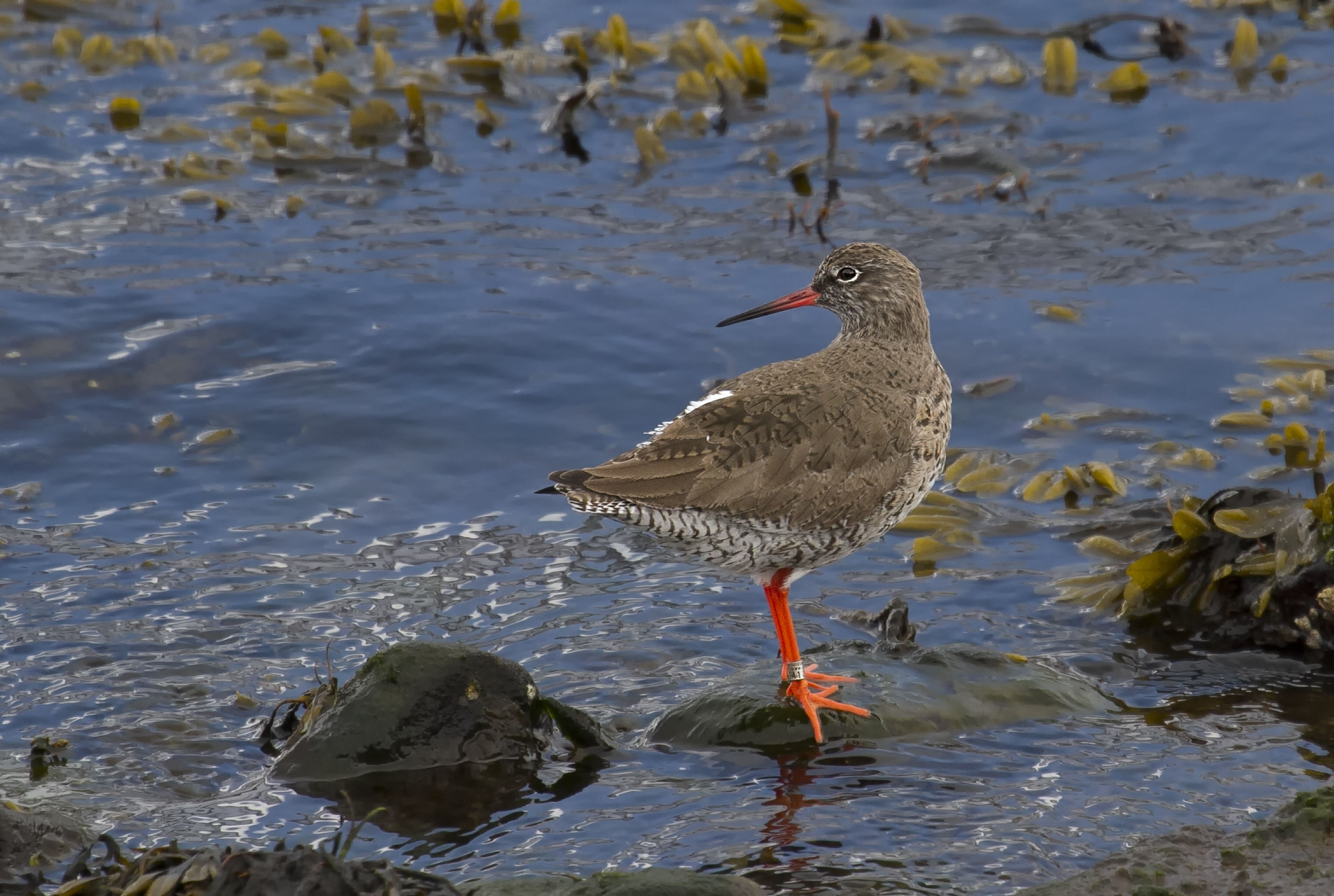 Tag på fugletur ved Nivå Bugt Strandenge