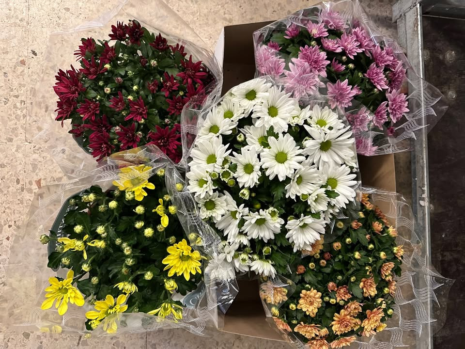 Meny Gl. Skagensvej tilbyder chrysanthemum til halv pris i denne uge