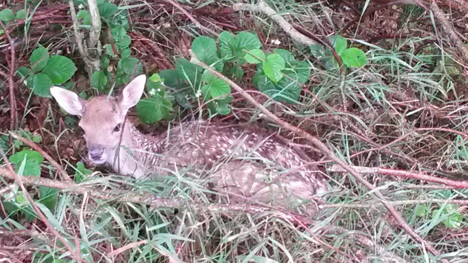 Oplev naturens magi på Naturcenter Hindsgavl
