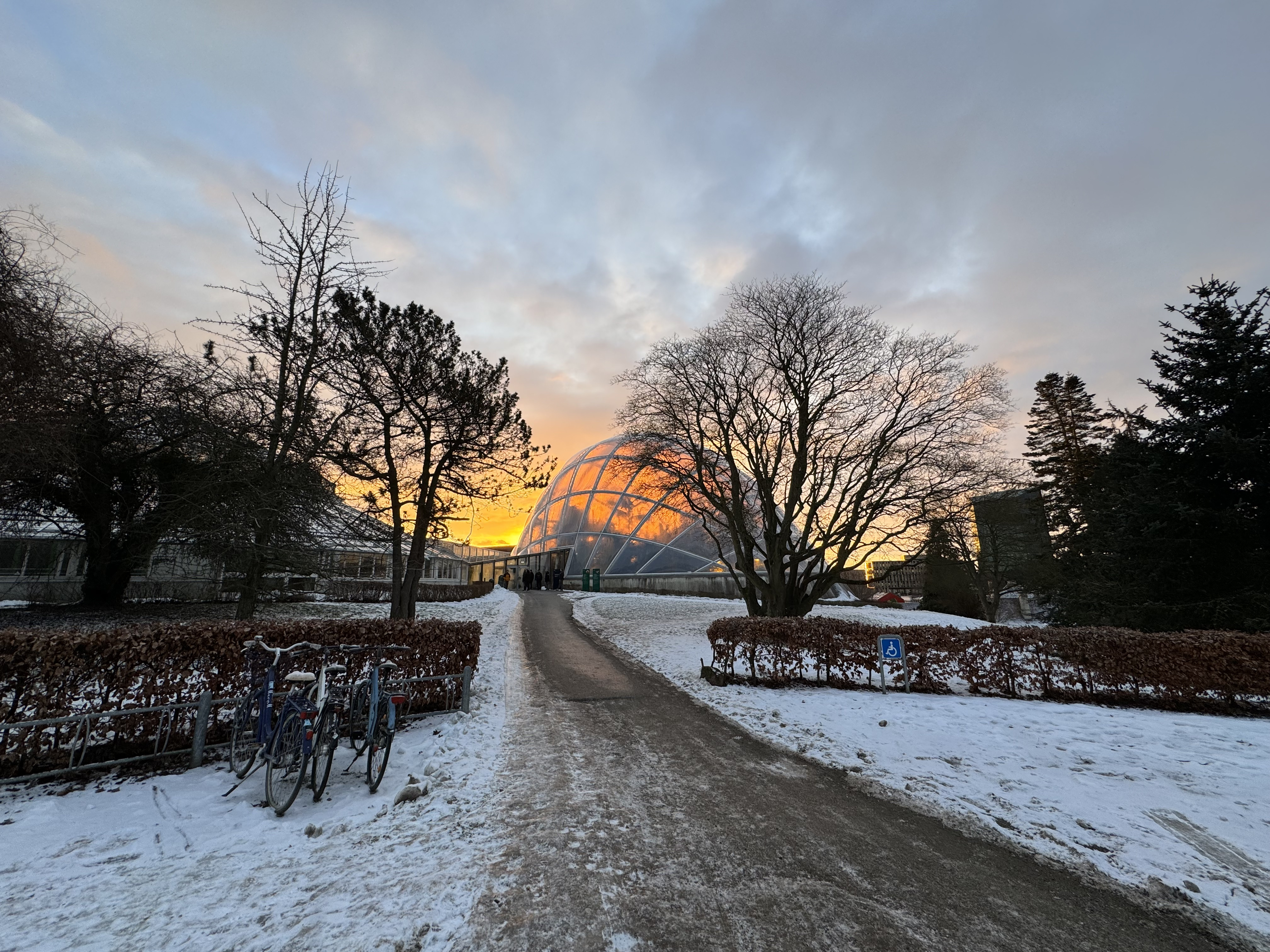Oplev julens planter i Væksthusene i Botanisk Have