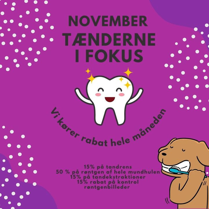 November kampagne på tandpleje hos Center Dyreklinik: Spar op til 50%
