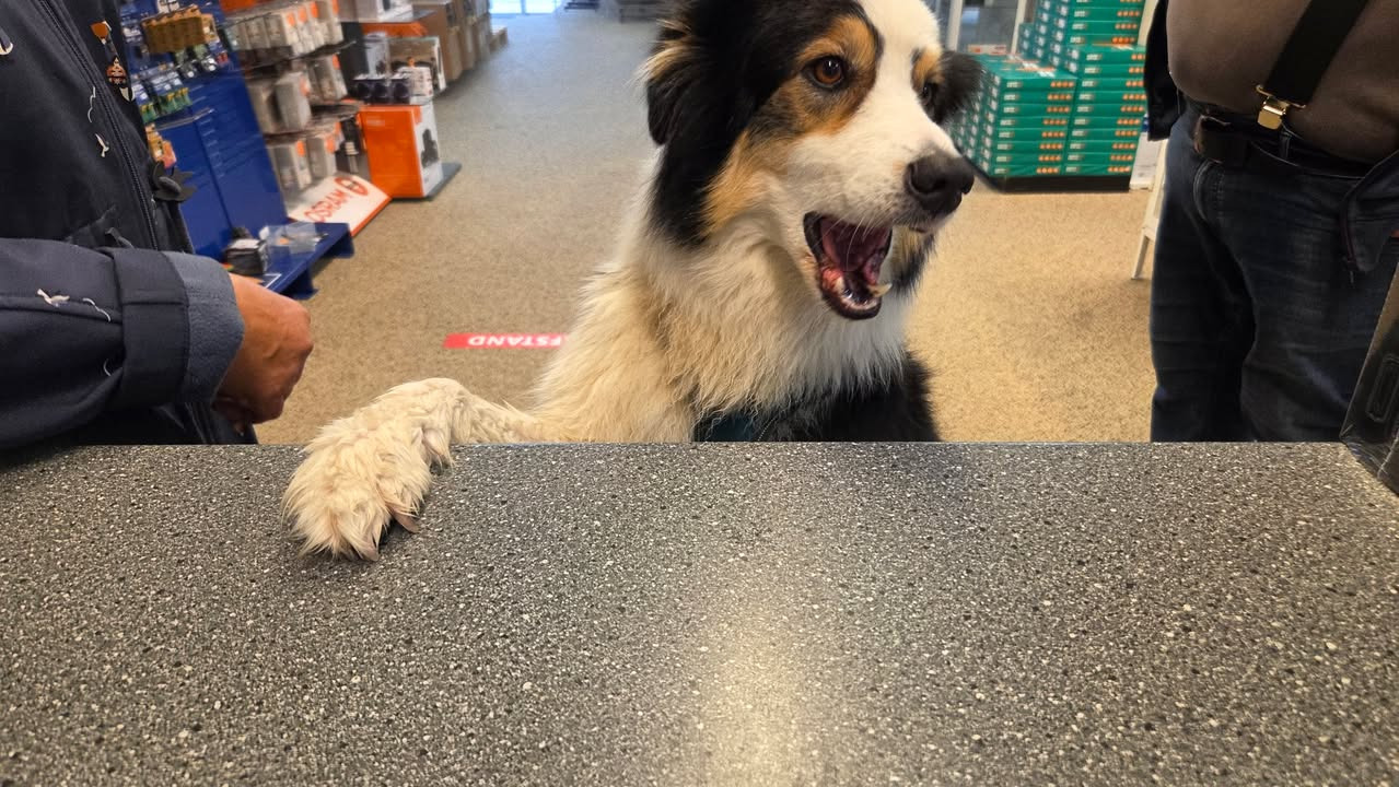 Høj Data ApS byder hundevenlige turister velkommen med åbne arme og godbidder