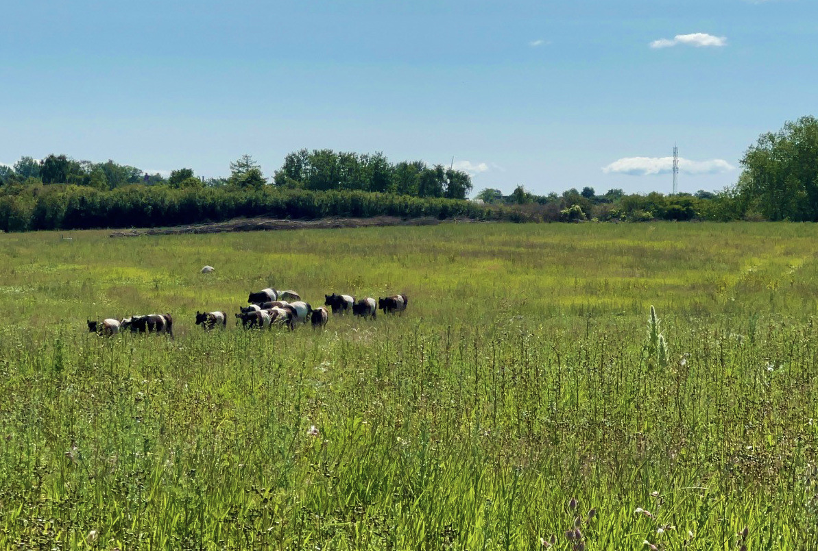 Oplev Boserupkilen med Vild Med Vilje og Roskilde Kommune