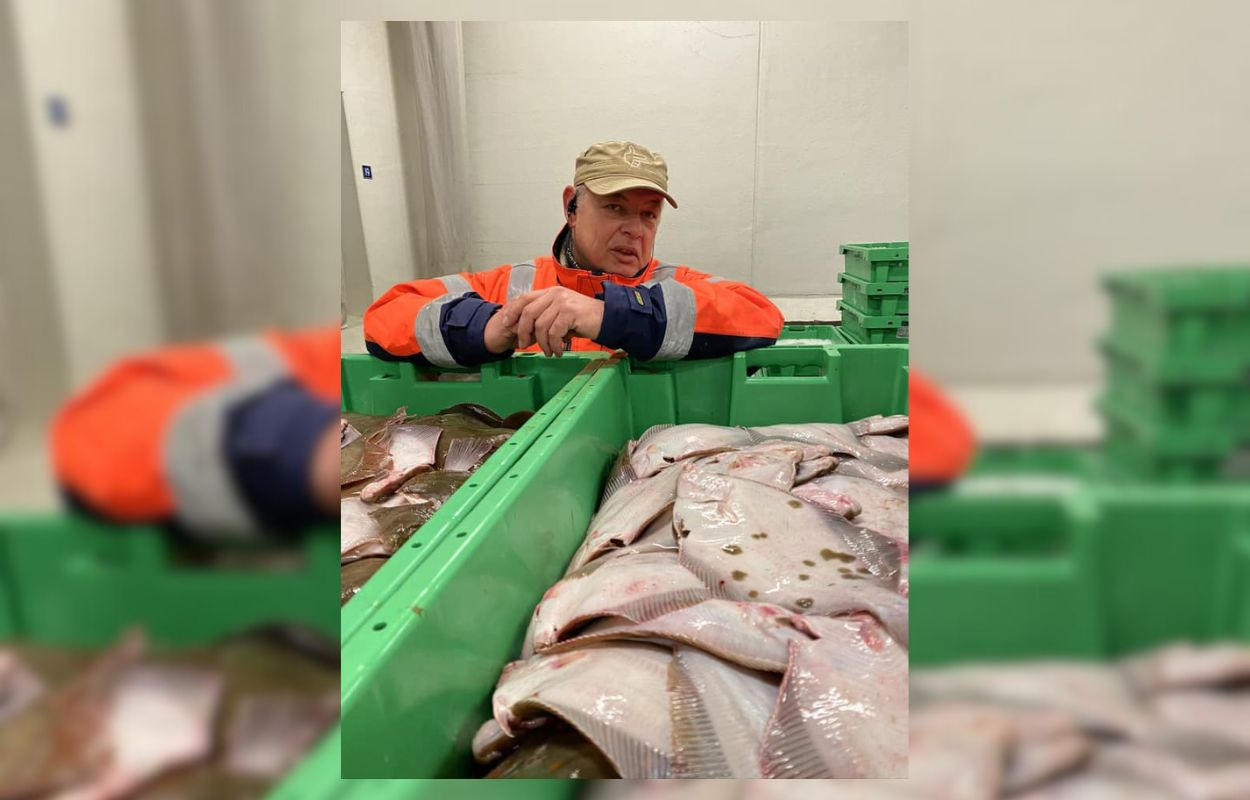 Køb din friske fisk direkte fra Hanstholm Auction Buyer