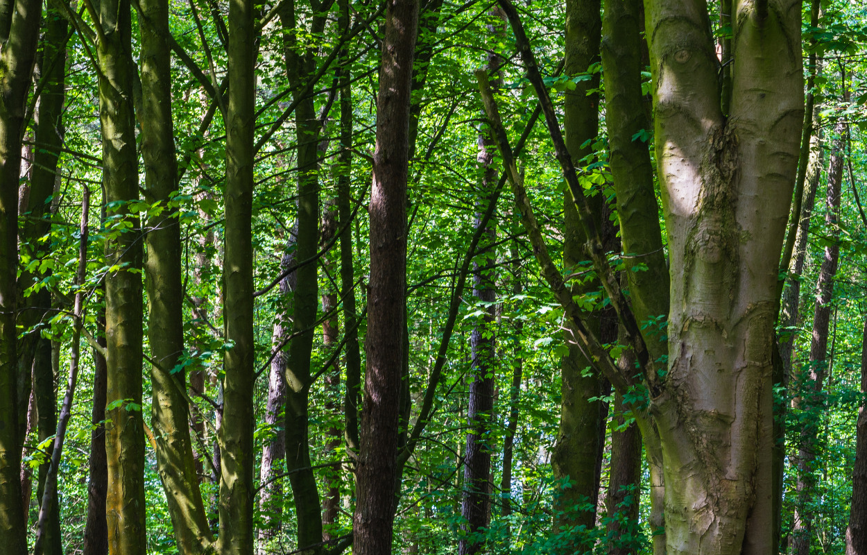 GVL Ung Outdoor inviterer til julemarked