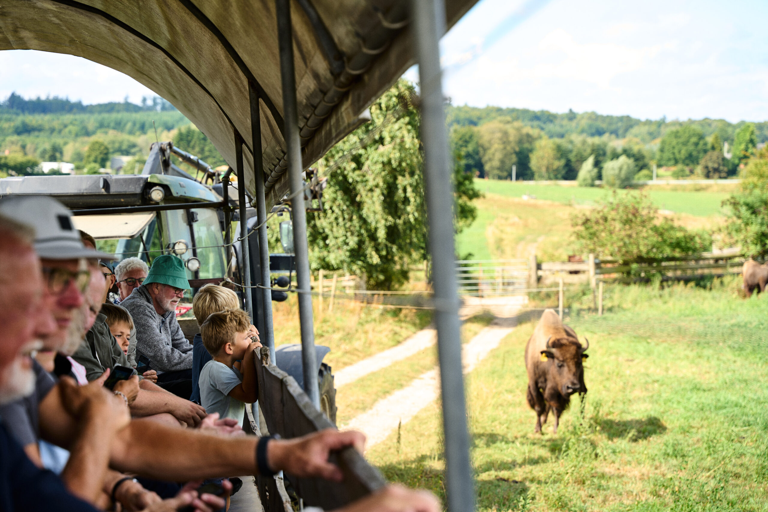 Oplev bisonsafari på Ditlevsdal BisonFarm