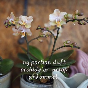 Opslagsbillede