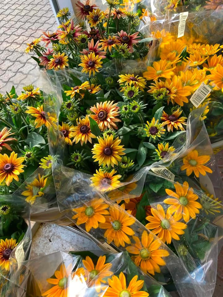 MIN KØBMAND I ASP har fyldt op med blomster og prydgræsser til krukker