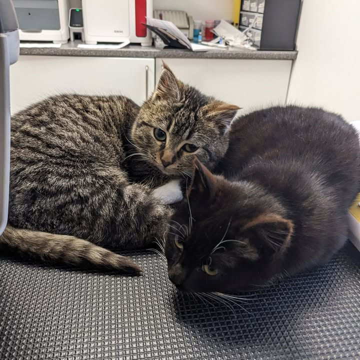 Vet til dig præsenterer miniaturekatte: Mød Princess og Snehvide