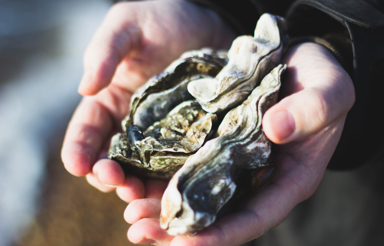 Oplev fjordens dyr til Fjordløb By Night på Fur