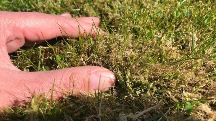 Tips til en mosfri og frodig græsplæne fra Gug Planteskole