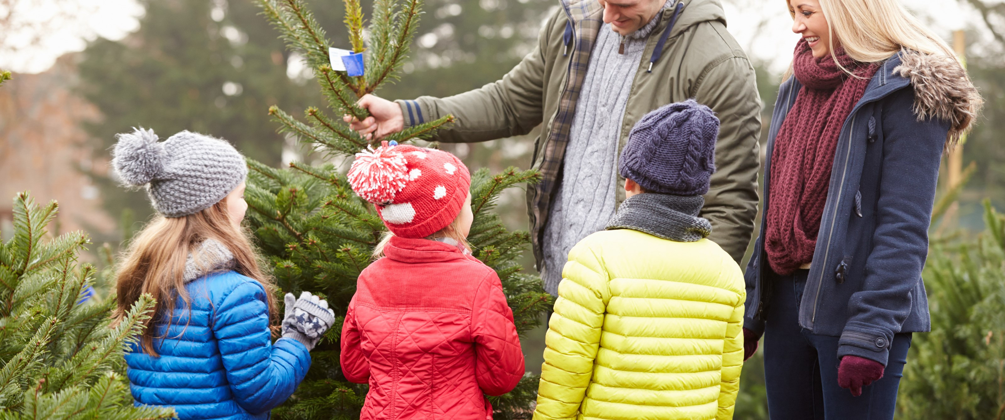 Gran- og juletræssalg i Hindsgavl Dyrehave og ved Skovfogedboligen