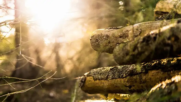 Thisted Kommune tynder i skovene for at styrke biodiversitet og skabe nye levesteder