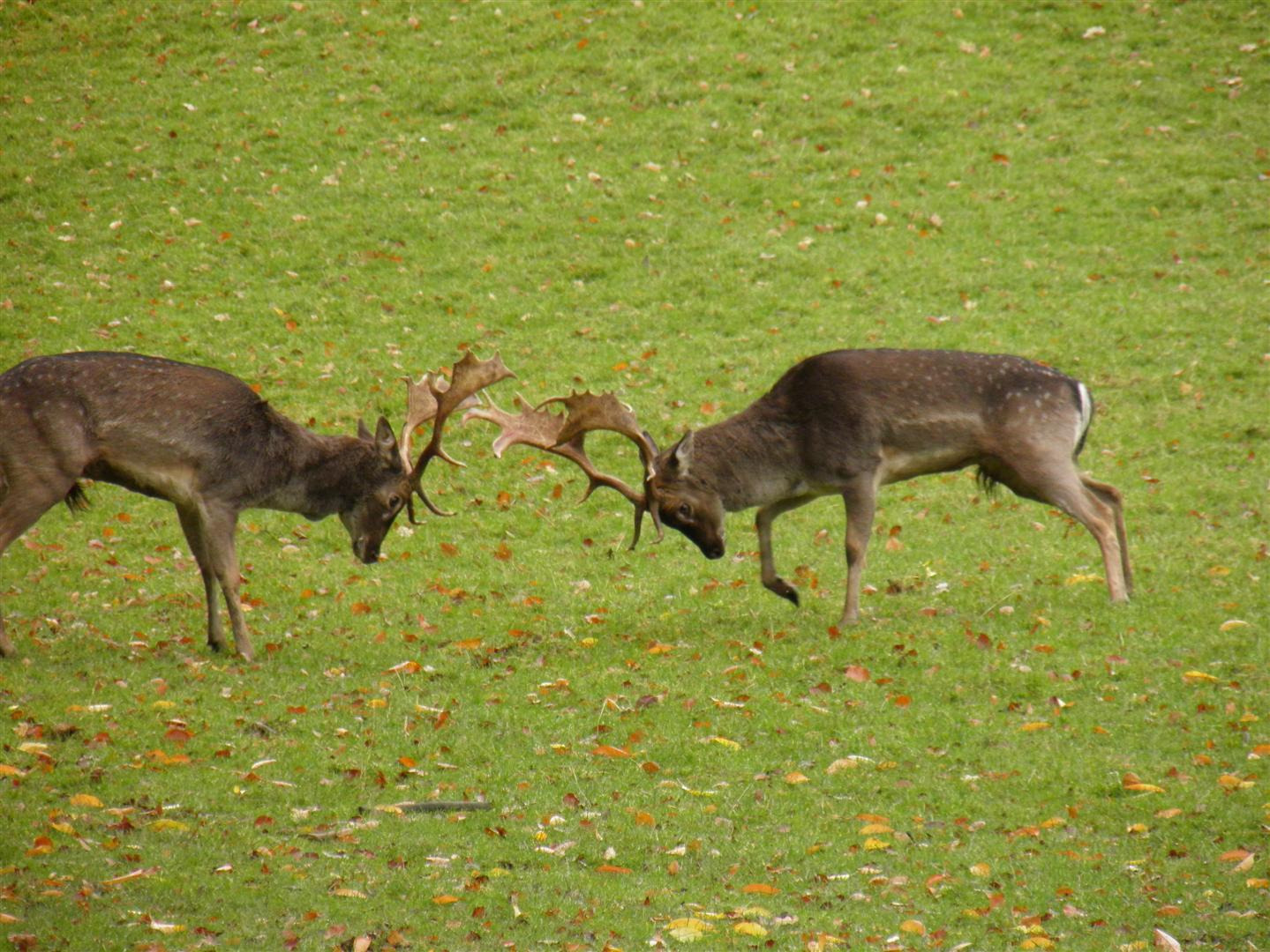 Oplev dådyrenes brunst ved Naturcenter Hindsgavl