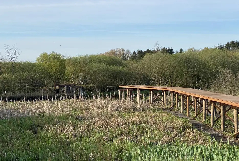 Skive Kommune forbedrer naturadgang med ny broforbindelse over Koholm Å