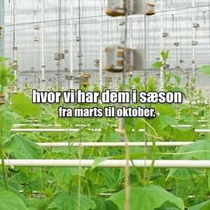 Opslagsbillede
