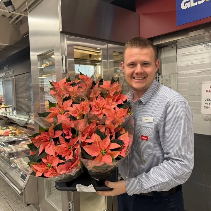 SuperBrugsen Dronninglund tilbyder julestjerner til nedsat pris for hurtige kunder