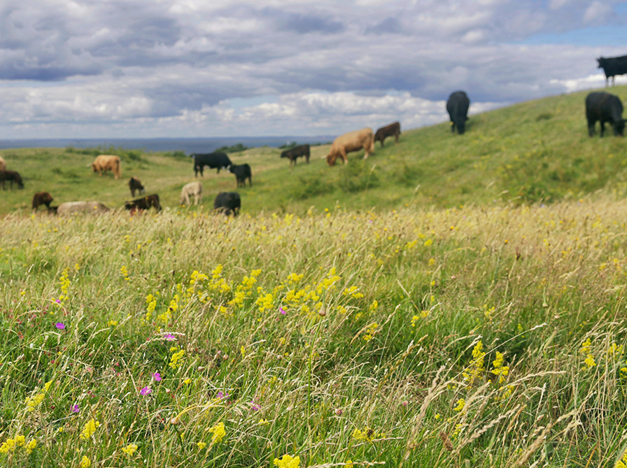 Udforsk naturens historie og litteraturens dybder i Haslev