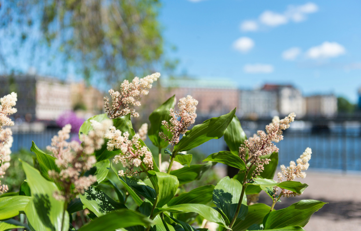Kom med gode ideer til forskønnelse af Halsnæs Kommune