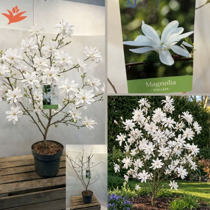 Meny Randers annoncerer udsolgt Magnolia Stellata i forårsblomstring