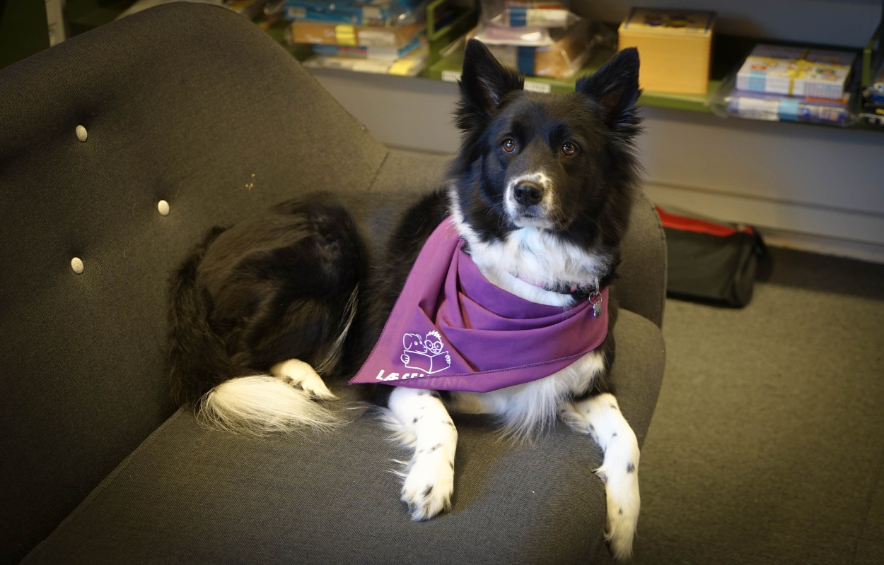 VOV! Mød læsehunden Chili på Holstebro Bibliotek 