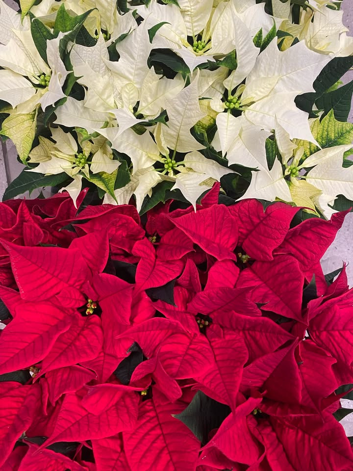 Min Købmand i Asp tilbyder billige mini julestjerner gennem ja tak kampagne