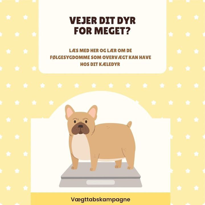Center Dyreklinik sætter fokus på kæledyrs vægttab med kampagnetilbud