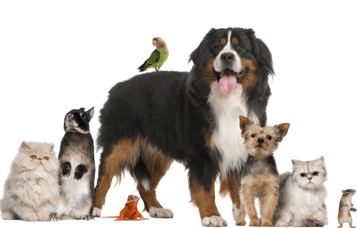 Gør dit kæledyr til noget særligt hos Pitó i Grenaa 