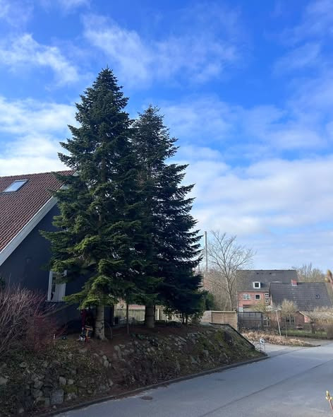 Djurslands Træfældning sikrer området for gravearbejde i forsikringssag