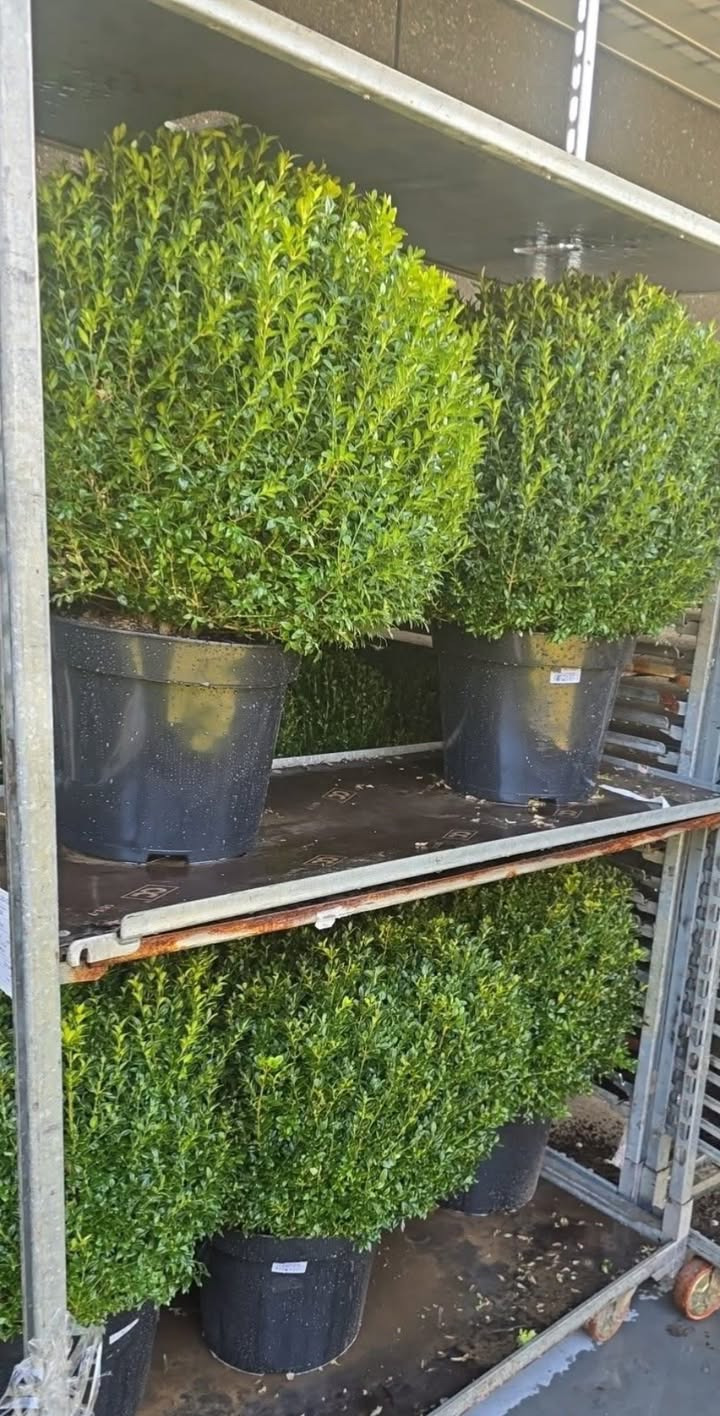 Meny Klarup tilbyder begrænset antal kæmpe buxbom til afhentning mandag