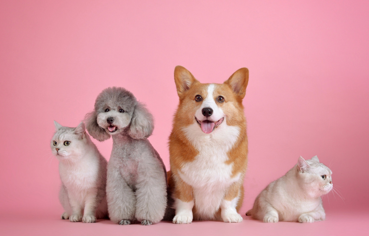 Vær med til at skabe legenden om The Kolding Creature