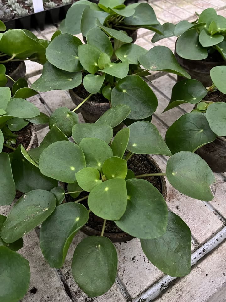 Spar stort på Pilea i rustik lerpotte hos Midtjysk blomstermarked – fås nu til kun 39,95 kr. stk.