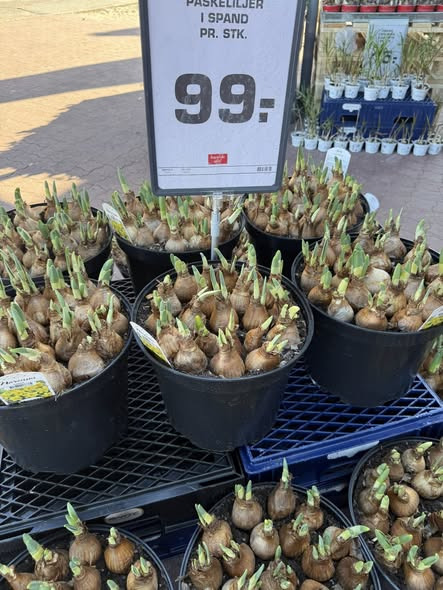 Rema 1000 Ringsted Jyllandsgade klar til blomstersalg i weekenden