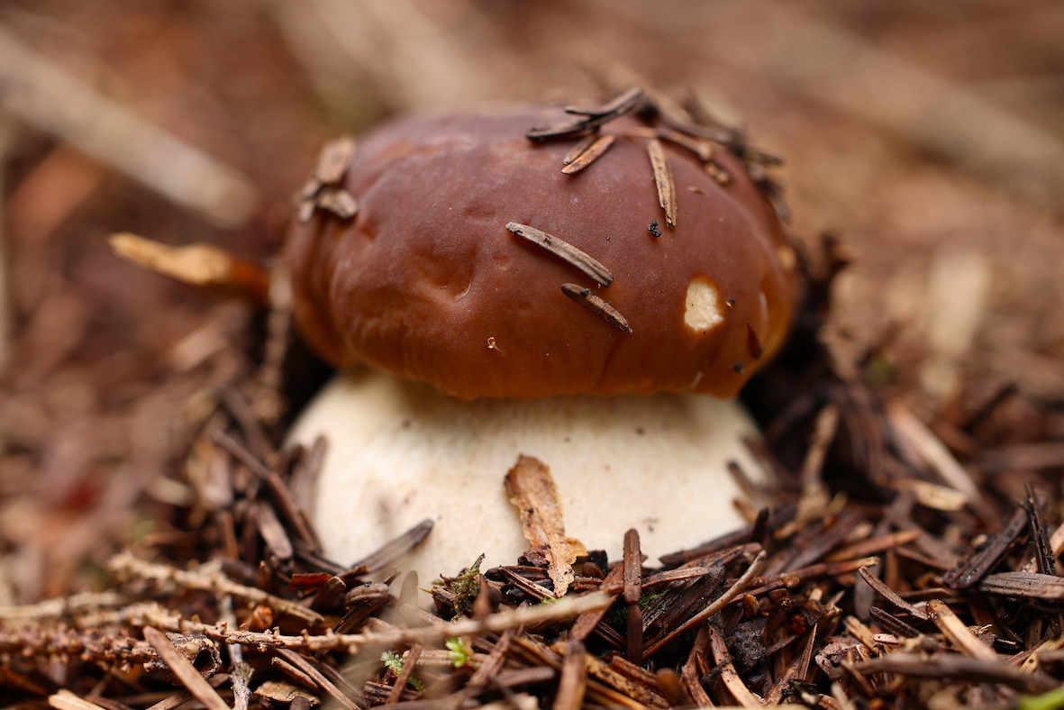 Tag med på svampetur i Jerslevs skove