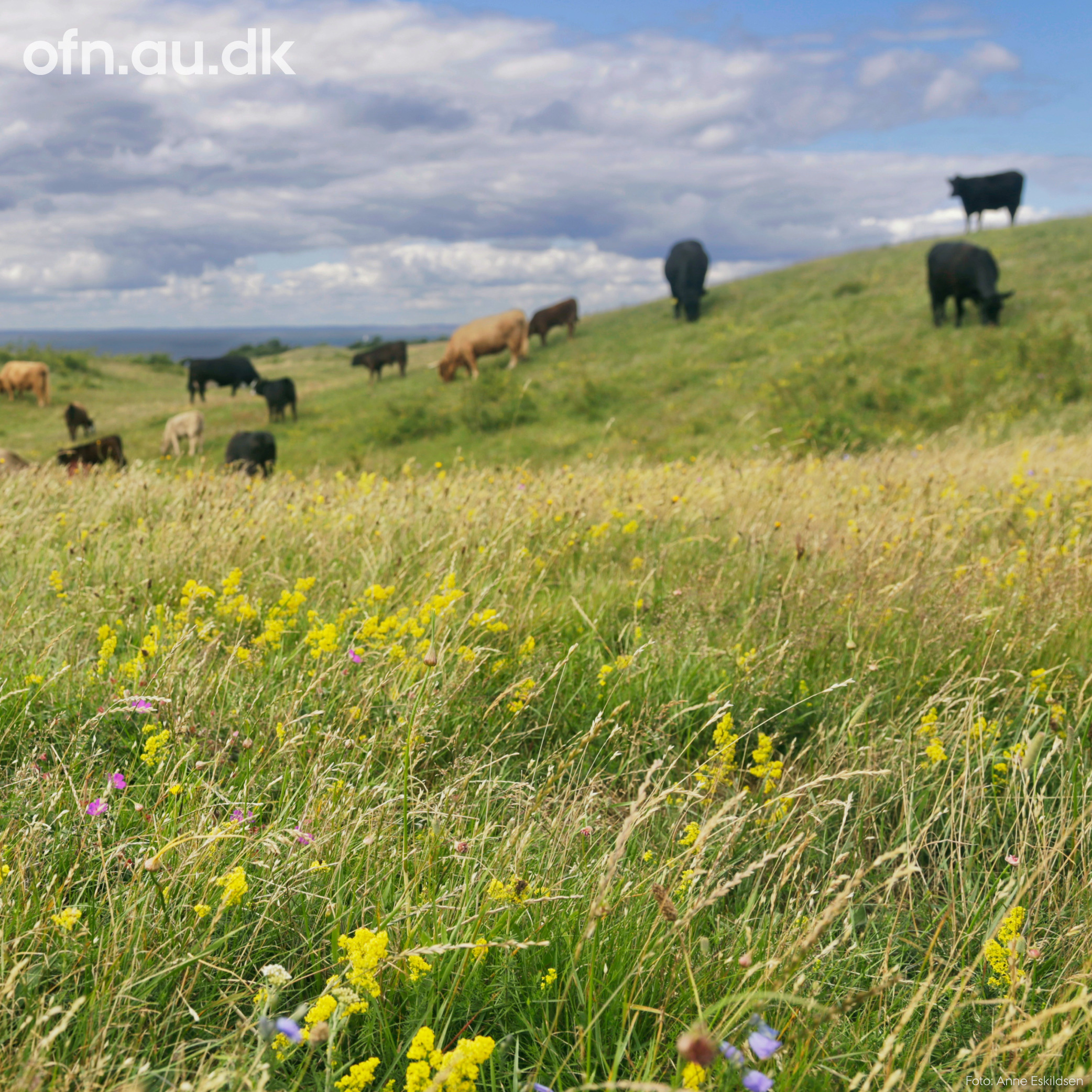 Forstå naturens tilbagegang og mulighederne for forandring på Hårlev Bibliotek