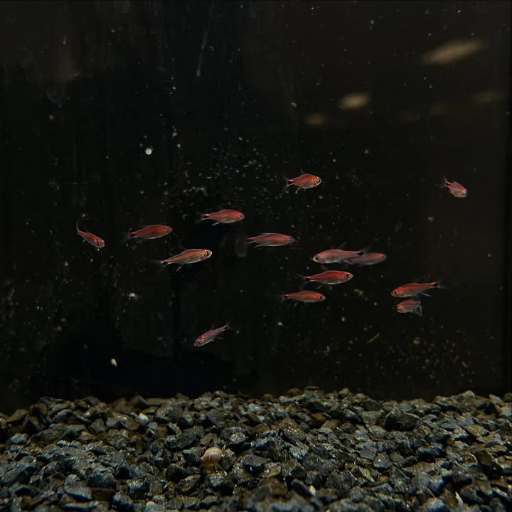 Camillas Dyrecenter præsenterer ugens nye fisk: rubintetra