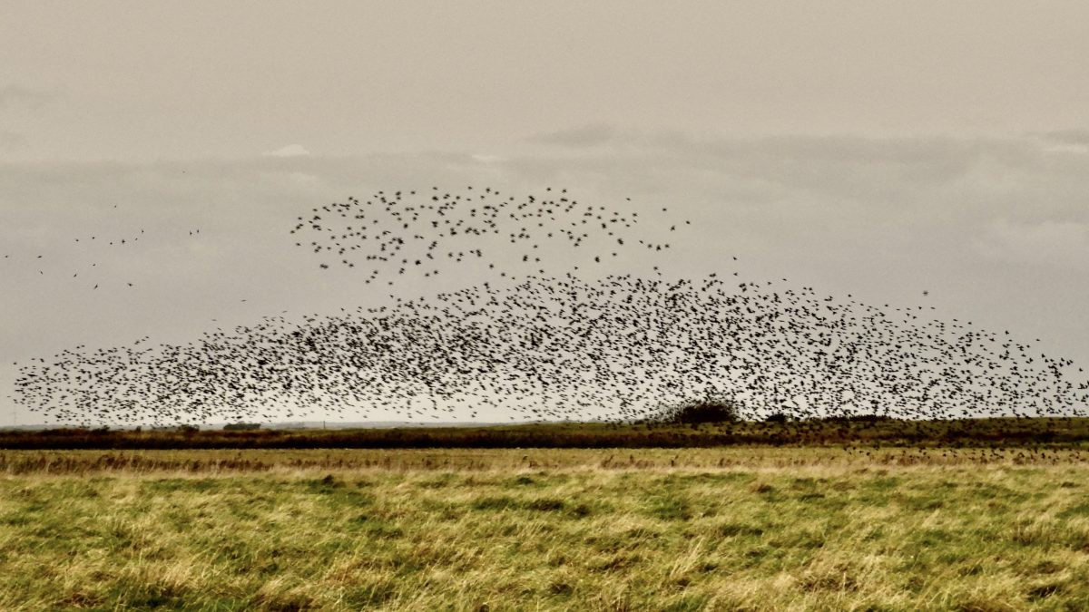 Det nyeste på Risskovs opslagstavle