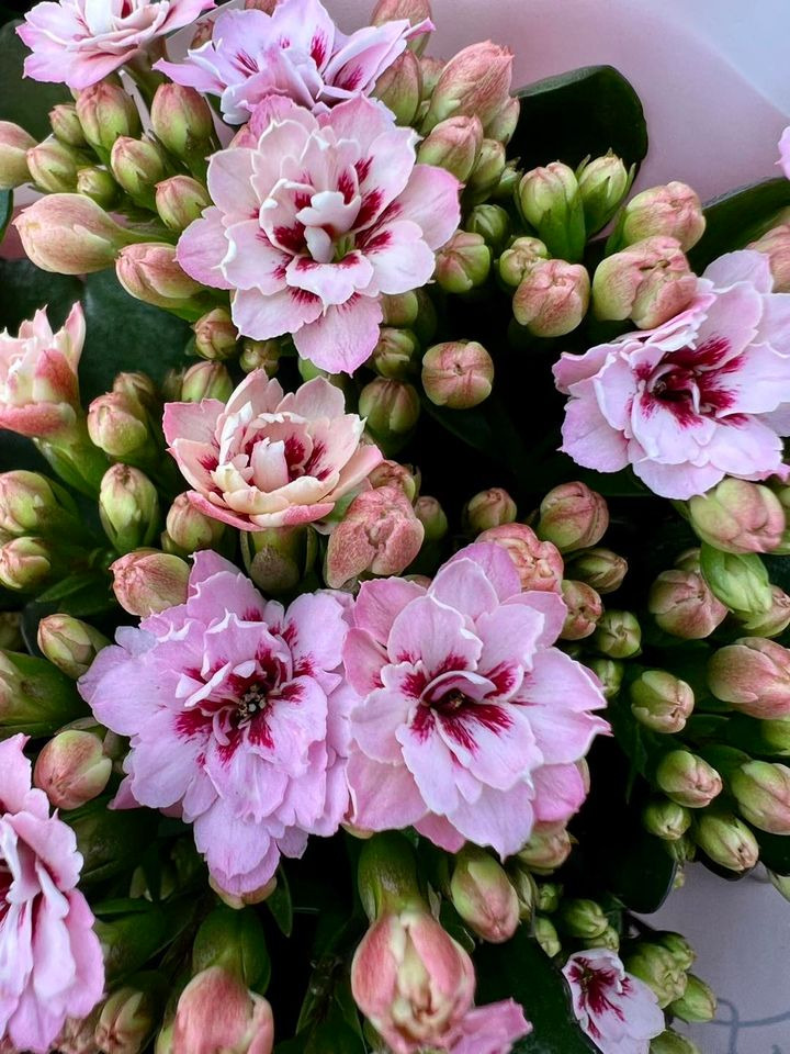 En finger på pulsen i Sæby