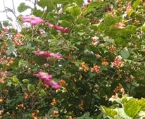 Foredrag om naturrige haver med biolog Jannie Nielsen