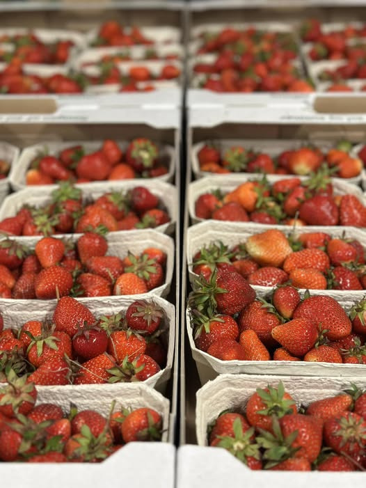 Midtjydsk Gartnerhal byder på sommer med danske jordbær tilbage i butikken